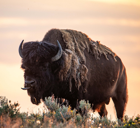 Yellowstone National Park